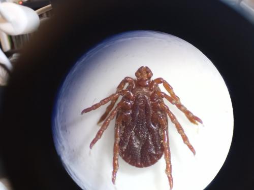 Haemaphysalis punctata